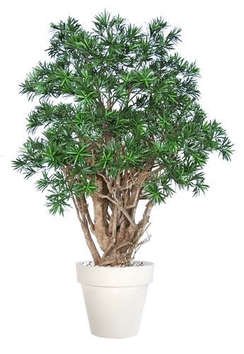 Podocarpus Robusta 180 cm Green